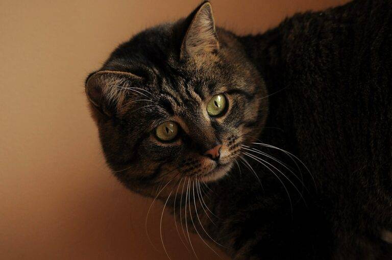 DIY Closet Organization: Maximizing Space and Functionality