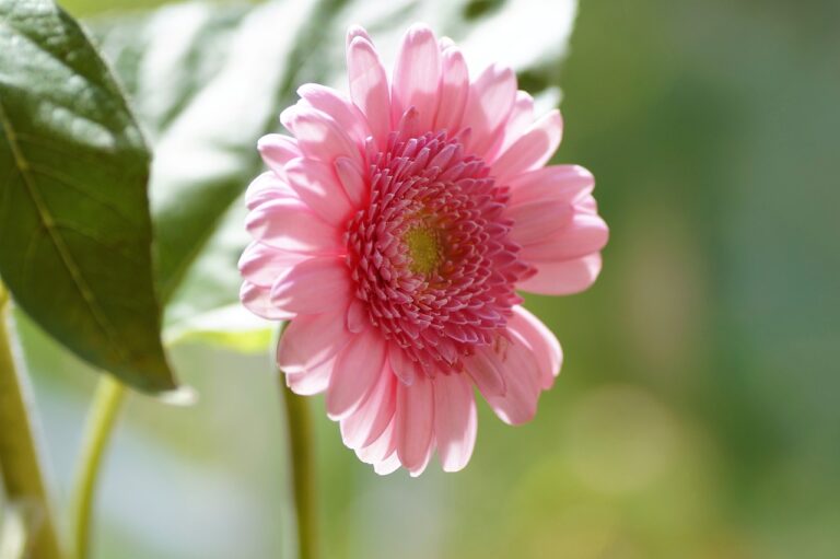 The Influence of Celebrity Endorsements on Shopping Behavior