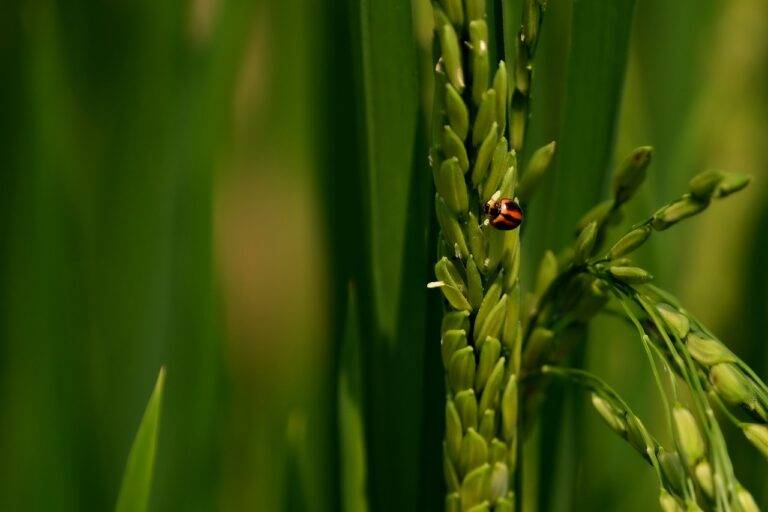 The Role of Technology in Reducing Food Fraud