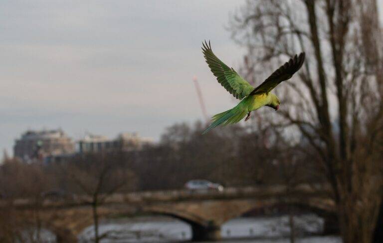 Exploring the Influence of Candidate Characteristics on Election Success