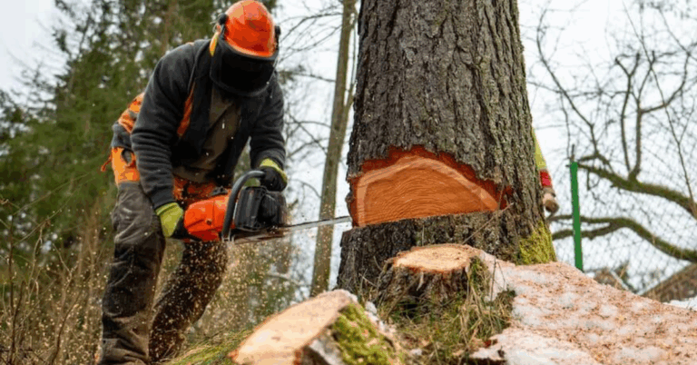 Tree Trim Services Near Me: Your Guide to Professional Tree Care